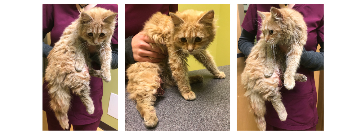 Help Iris heal from emergency amputation 